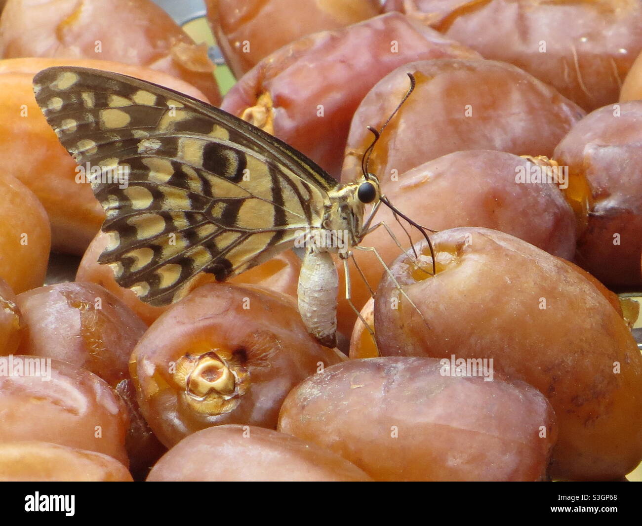 Les dates de repas des papillons sont mises à sécher. Banque D'Images