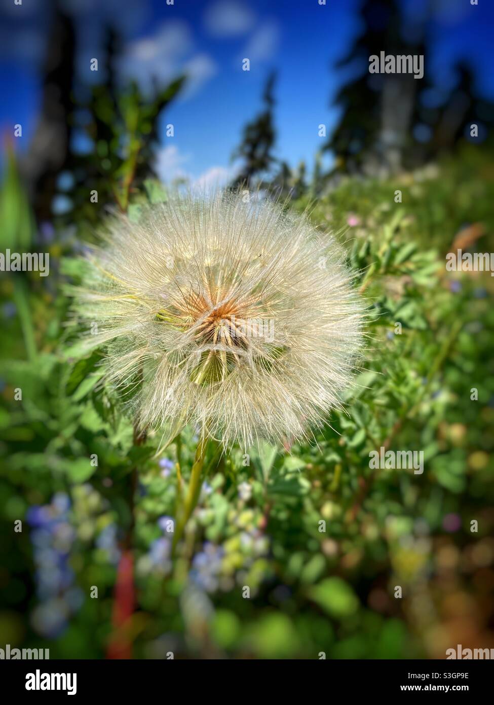 La plante de pissenlit est allée à la graine. Banque D'Images