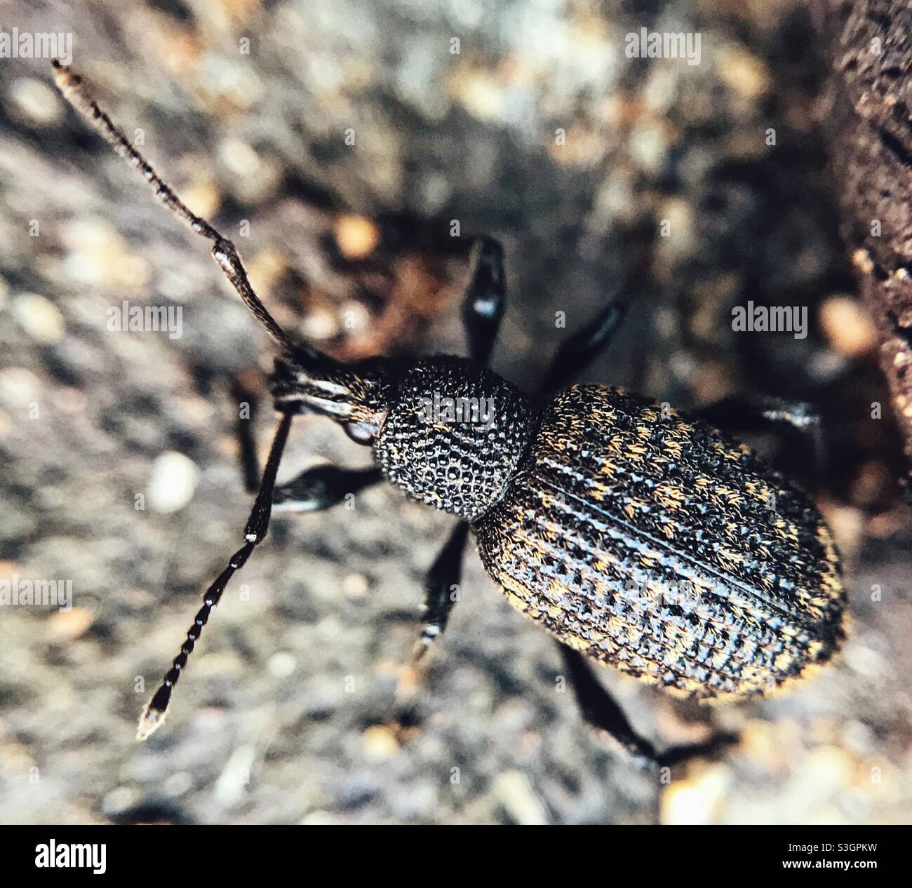 Insecte Weavil dans le jardin Banque D'Images