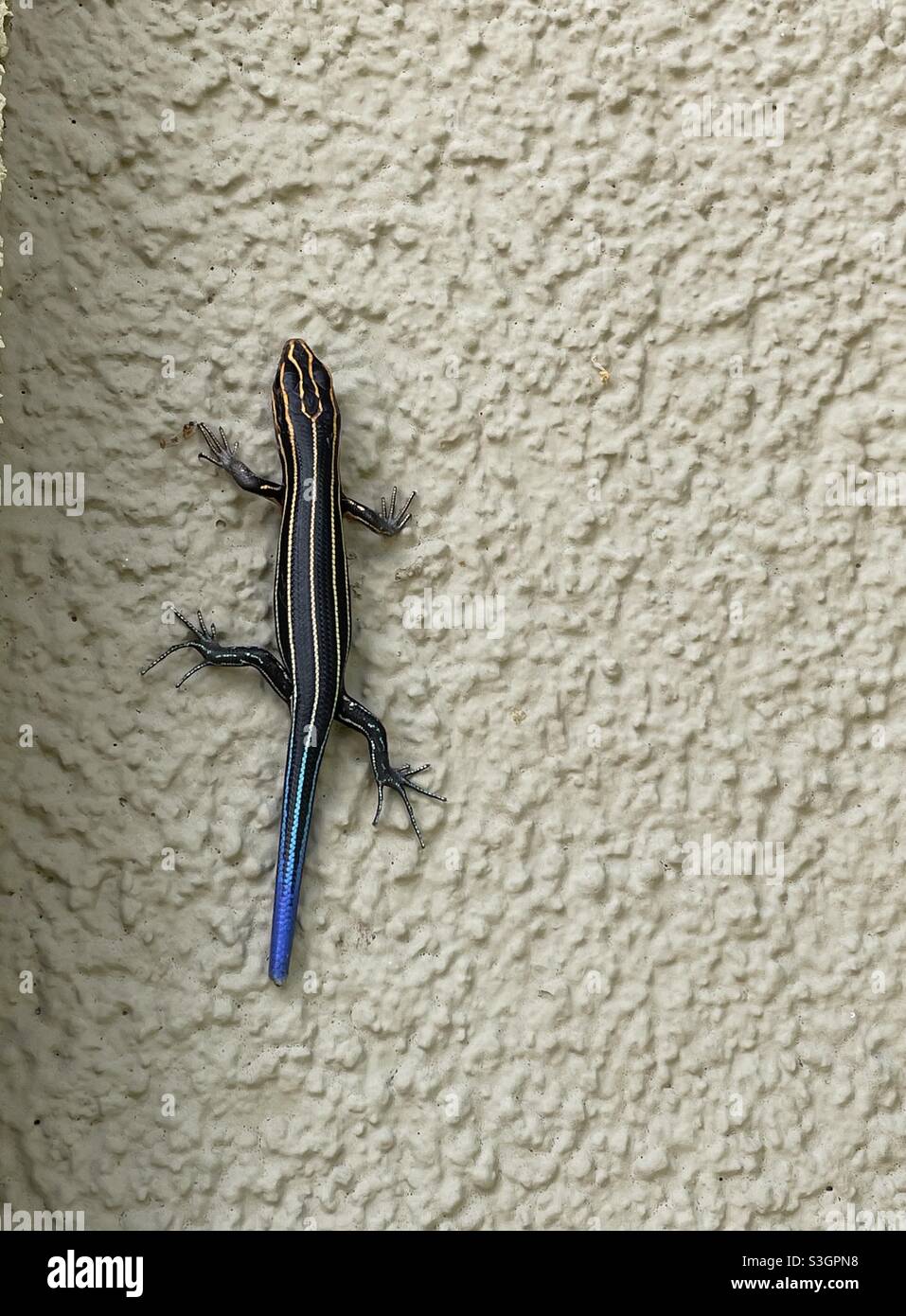Lézard à cinq lignes à queue bleue Banque D'Images
