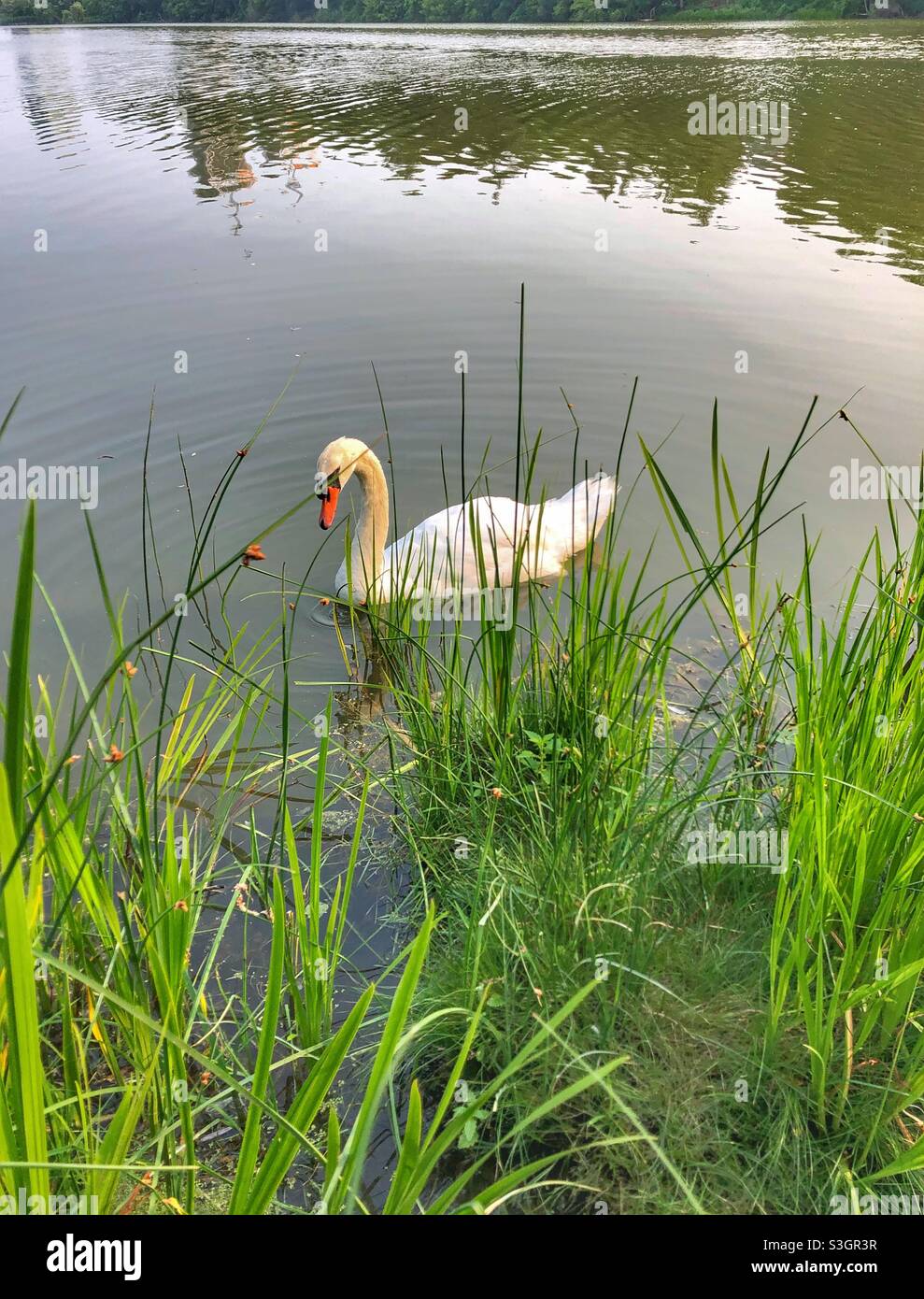 Un seul cygne nageant sur l'eau. - Image de stock capturée avec un smartphone