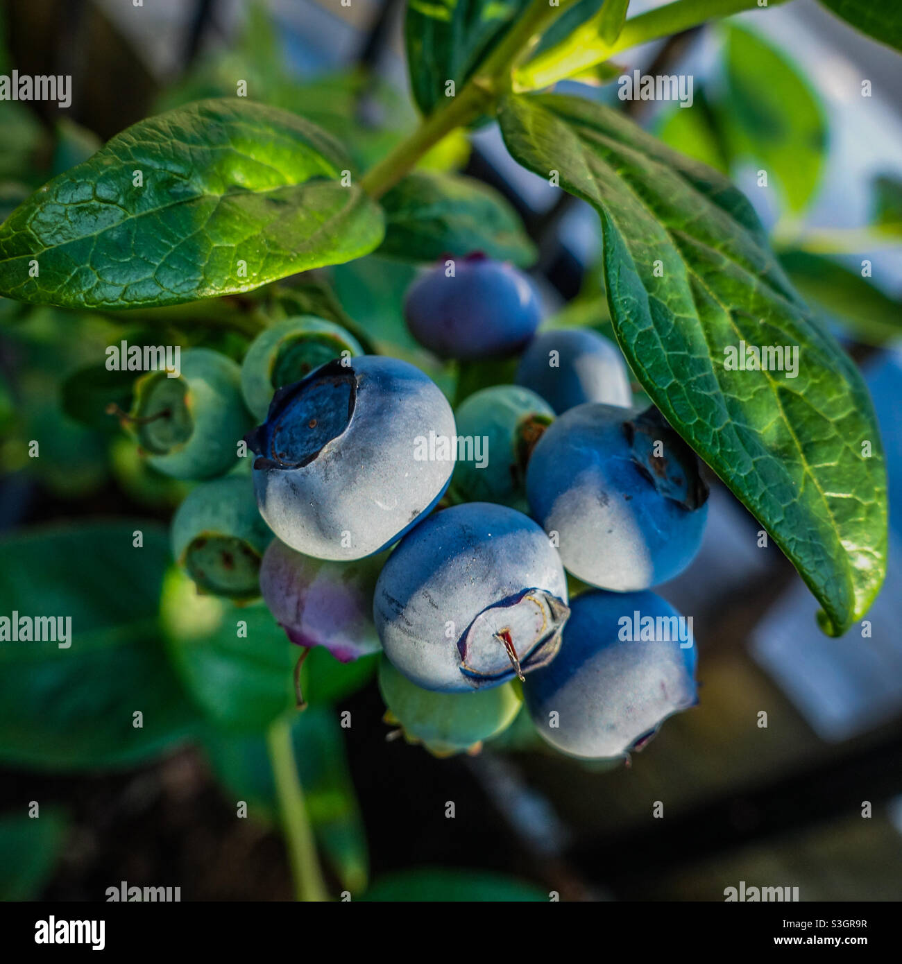 Bleuets Blue Crop sur une brousse Banque D'Images