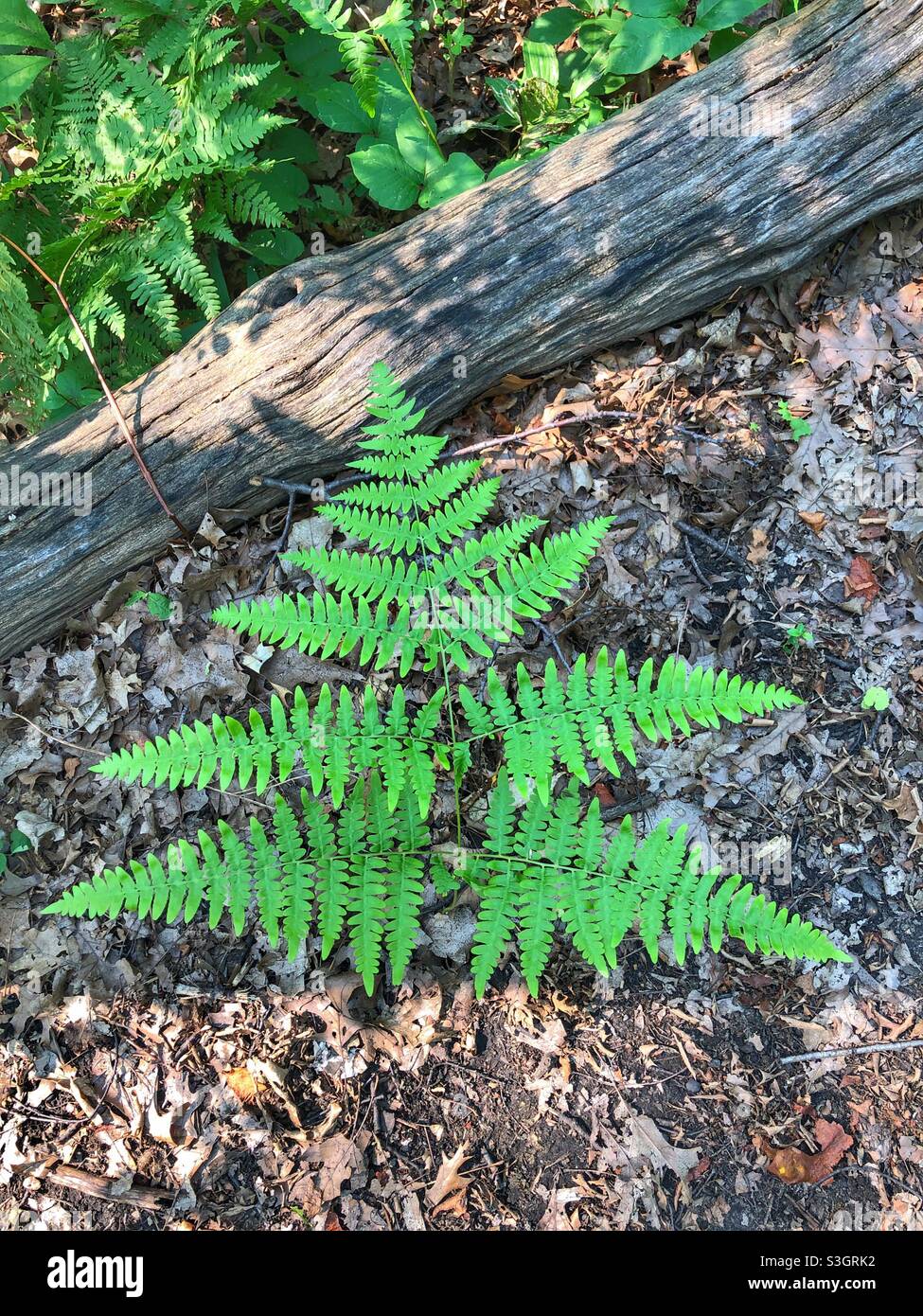 Les feuilles de Fern forment la forme d'un arbre de Noël. - Image de stock capturée avec un smartphone