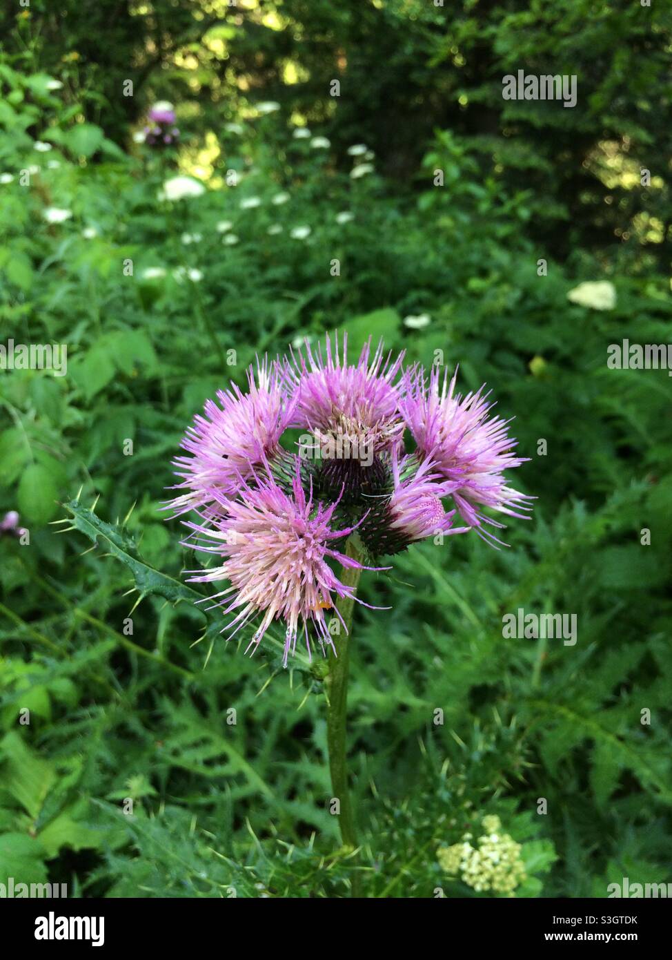 Cirsium appendiculatum, génie le moulin de Cirsium pousse dans un habitat naturel dans la réserve naturelle et le parc national de Rila, montagne de Rila, Bulgarie, Balkans, Europe - Image de stock capturée avec un smartphone