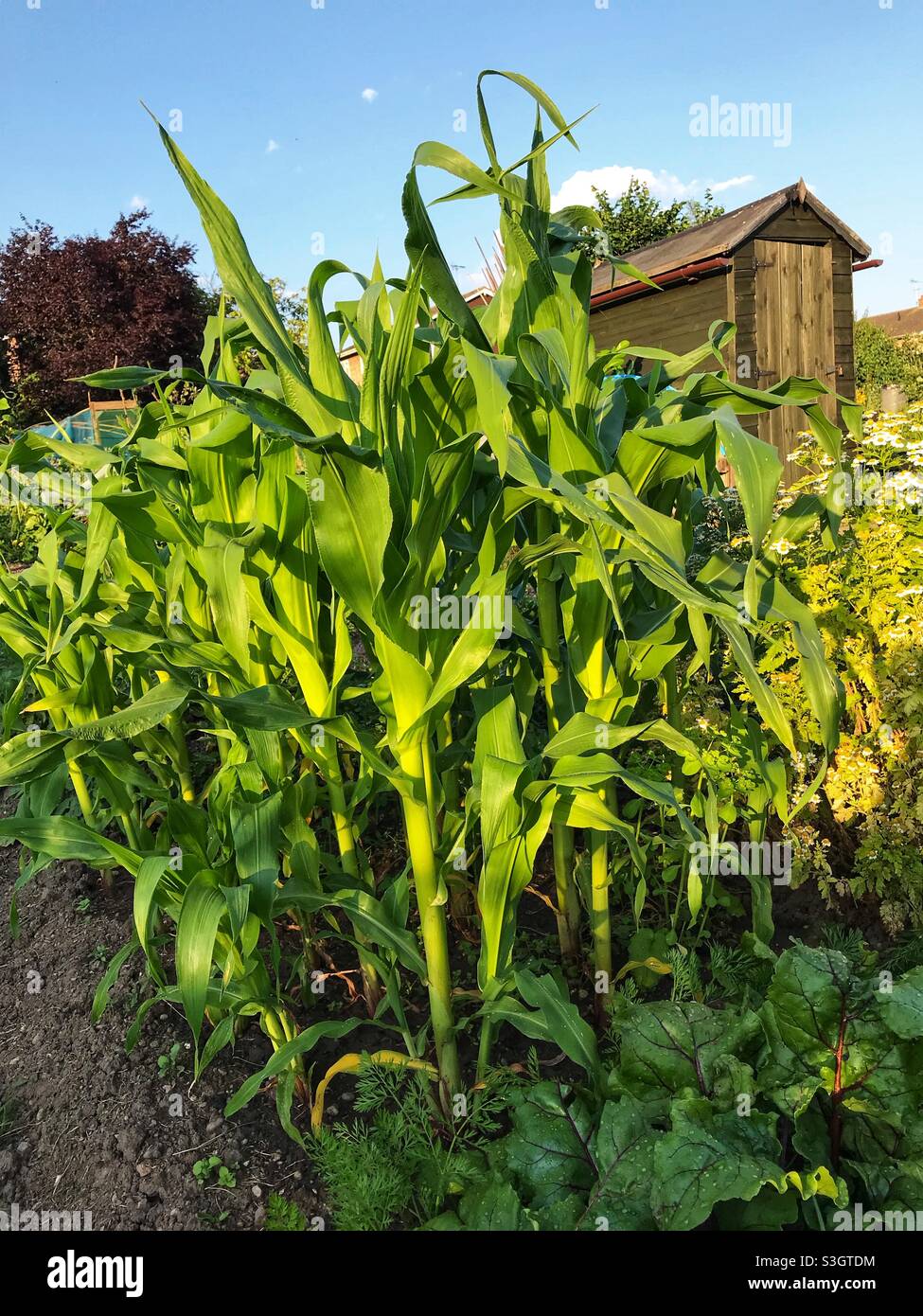 Maïs sucré biologique cultivé sur un marché de légumes au Royaume-Uni juillet 2021 Banque D'Images