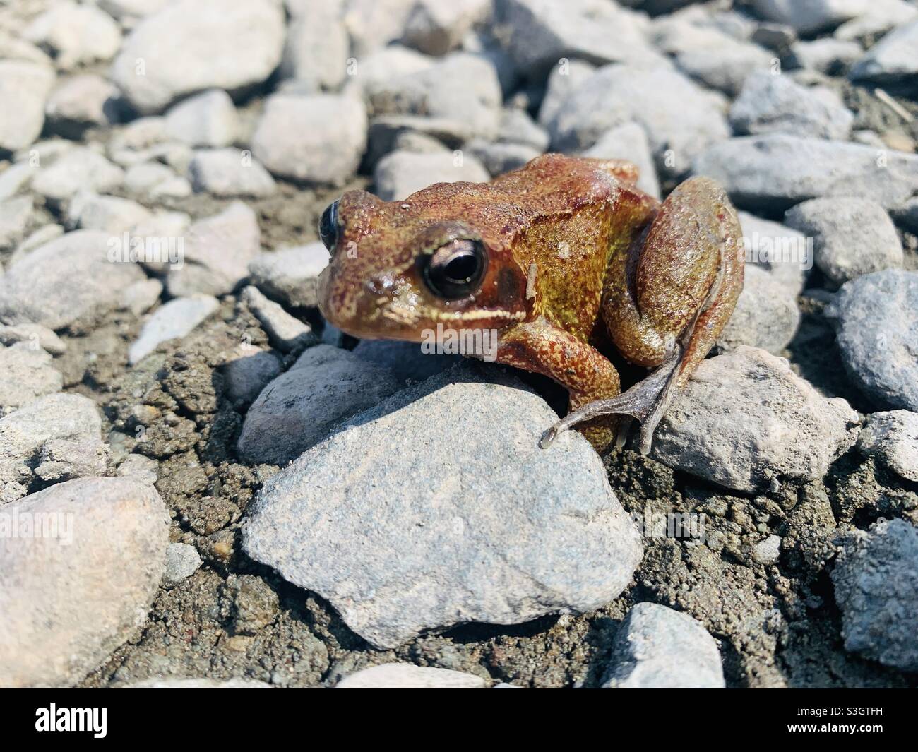 Grenouille commune sur des pierres - Image de stock capturée avec un smartphone Grenouille commune sur des pierres - Image de stock capturée avec un smartphone