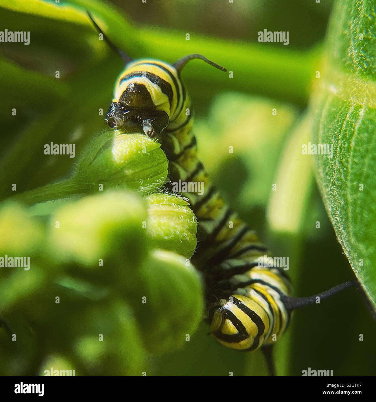 Le monarque caterpillar grignote un bourgeon d'herbe à lait Banque D'Images