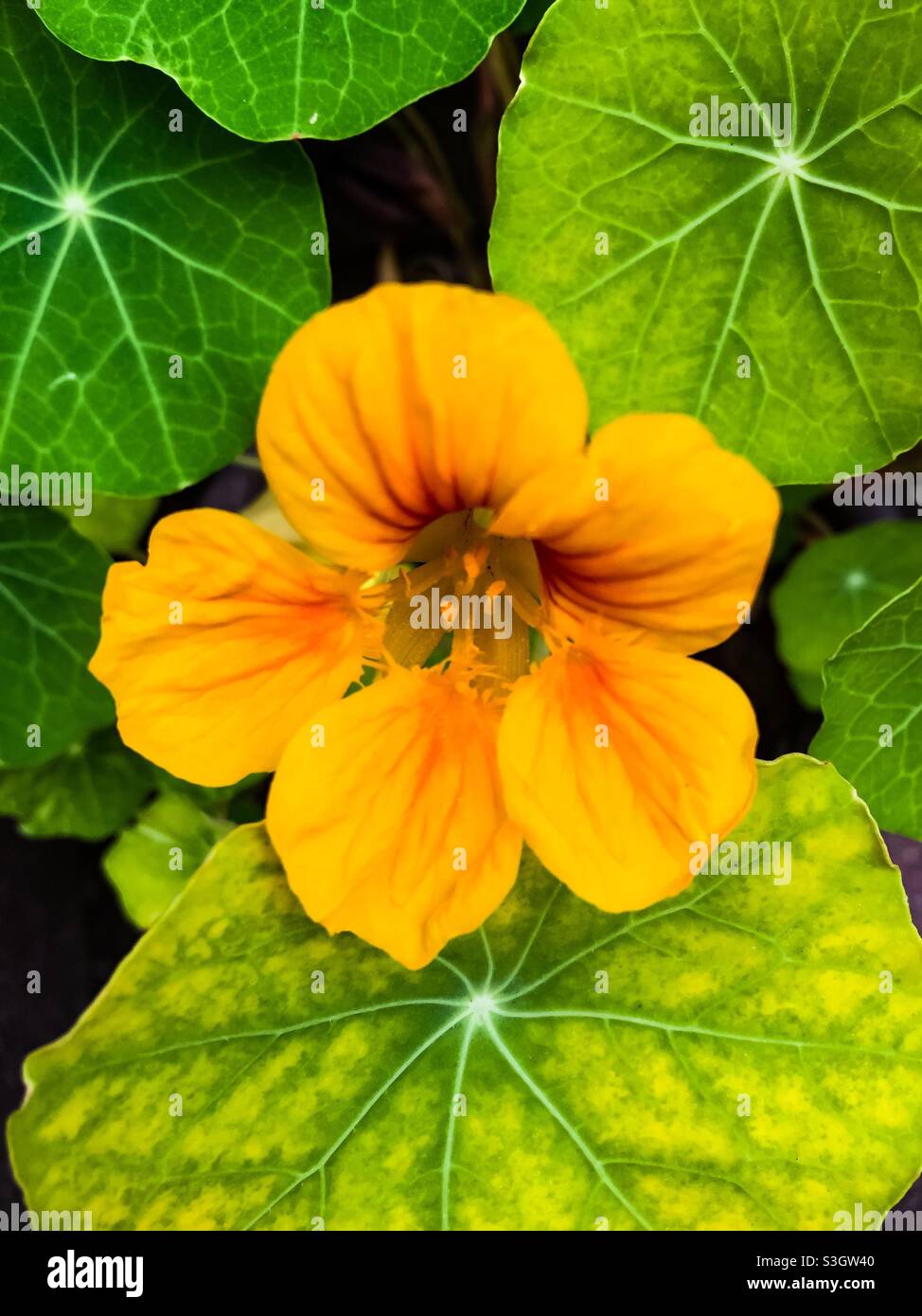 Une seule fleur de Naturtium entourée de ses propres feuilles. Concepts : extérieur. Été. Joyeux. Heureux - Image de stock capturée avec un smartphone