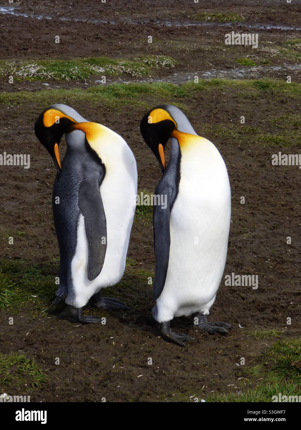 Pingouins synchronisés Banque D'Images