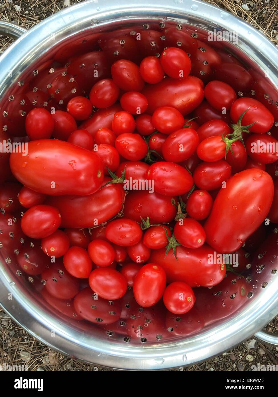 Tomates fraîches de différentes tailles dans une crépine Banque D'Images