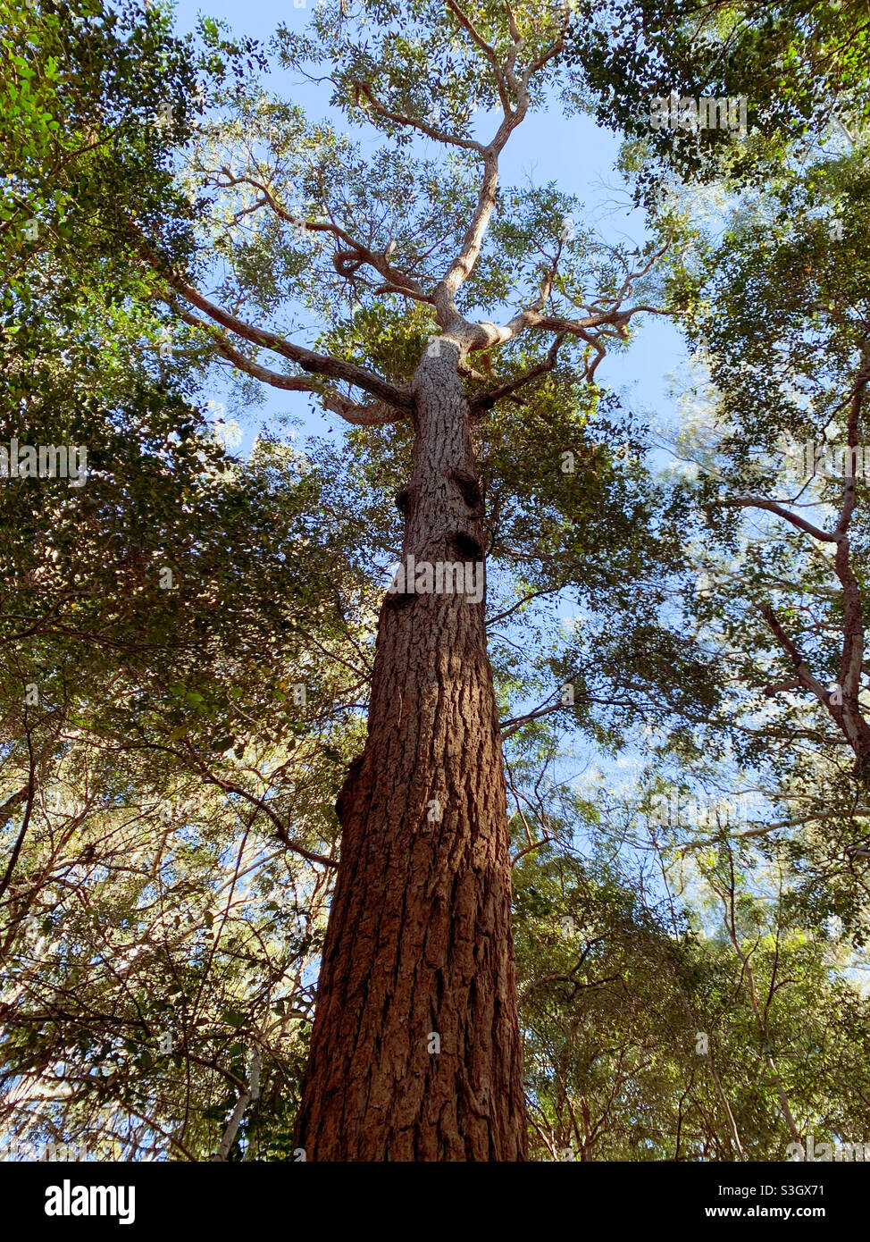 De grands arbres, regardant bien haut dans la verrière verdoyante d'un arbre dans le Bush australien, ciel bleu, Australie Banque D'Images