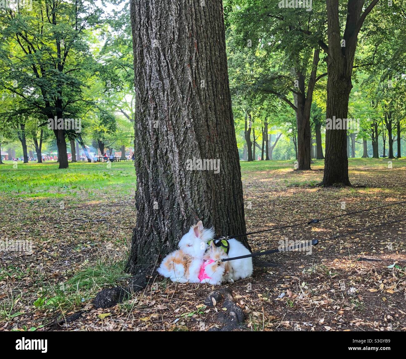 Une paire de lapins Lion Head sur une laisse reposant à côté d'un arbre. - Image de stock capturée avec un smartphone