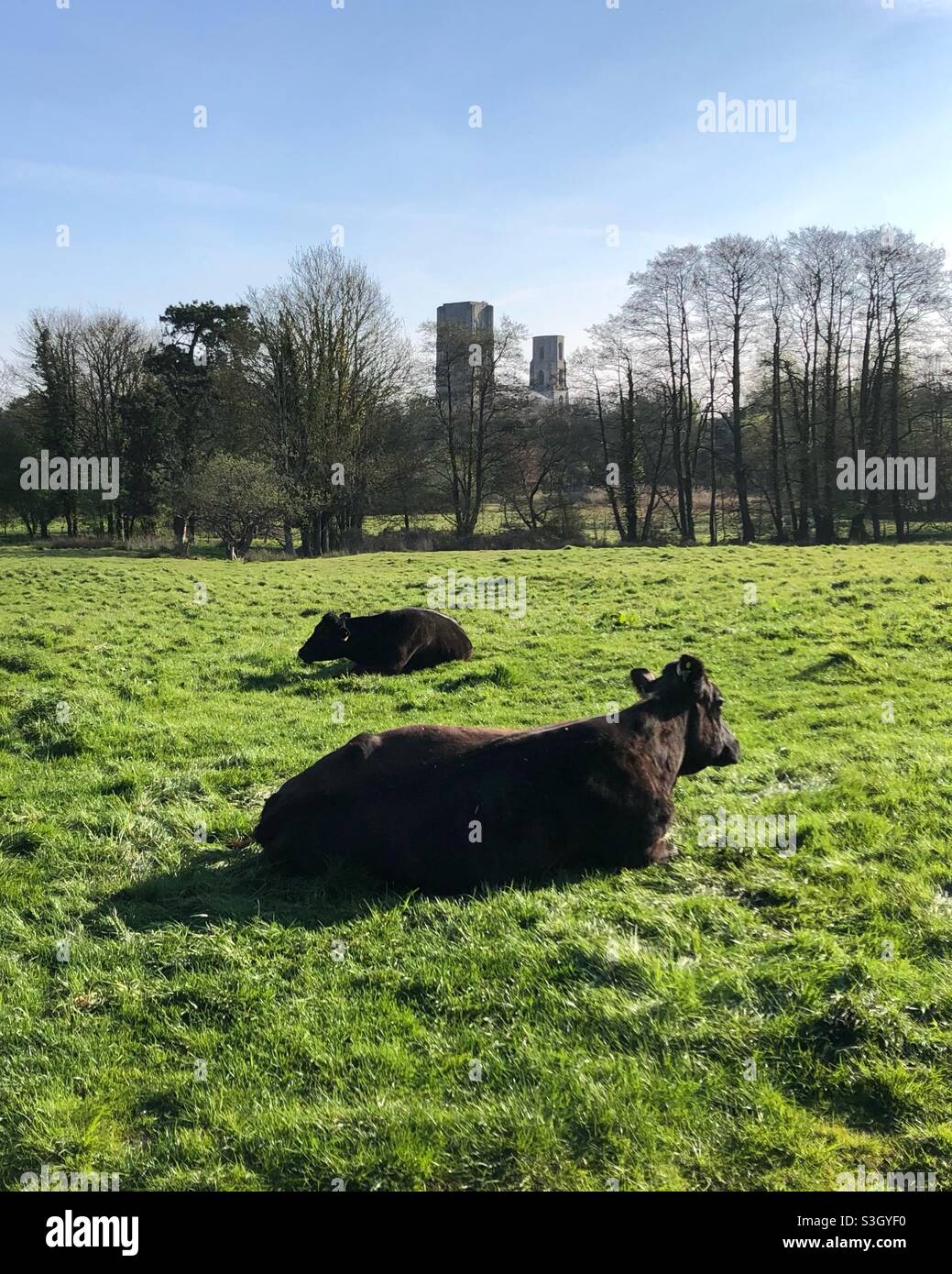 Deux vaches marron foncé sont situées sur l'herbe verte avec l'abbaye de Wymondham en arrière-plan Banque D'Images