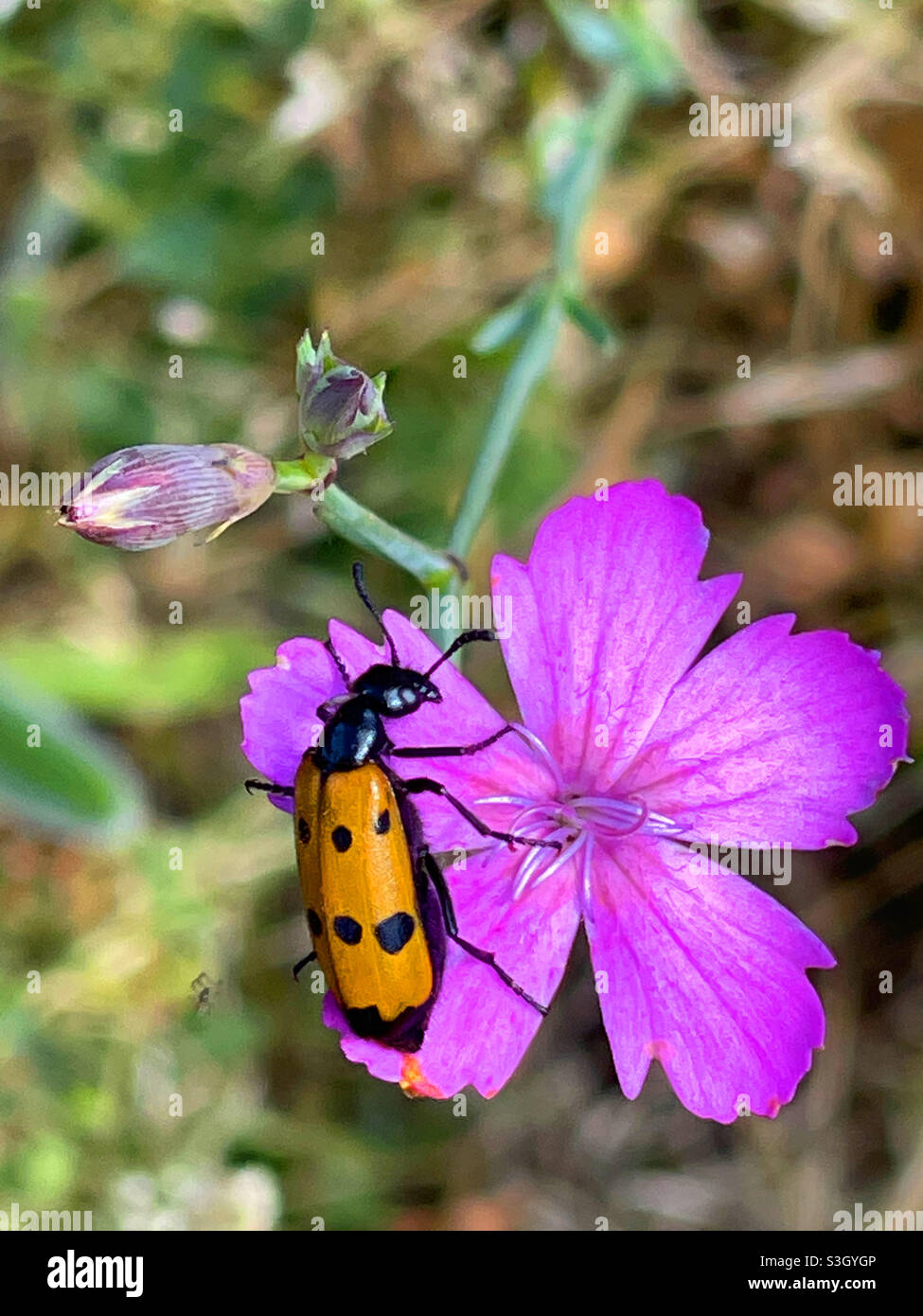 Coléoptère rouge sur la fleur. - Image de stock capturée avec un smartphone