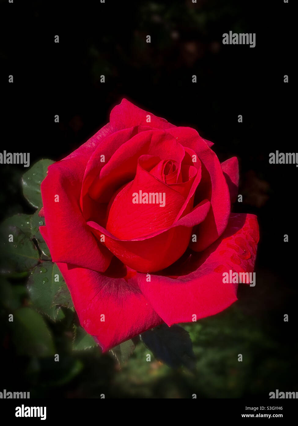 Belle ouverture de rose rouge avec des gouttelettes d'eau sur les pétales avec un fond sombre Banque D'Images