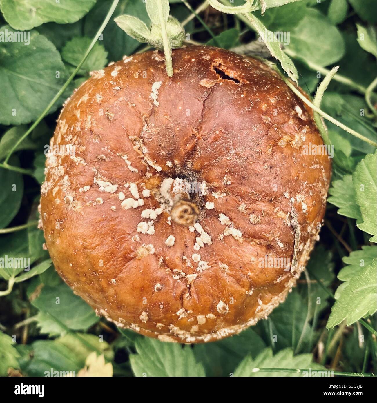 La pomme pourrie dans l'herbe Banque D'Images