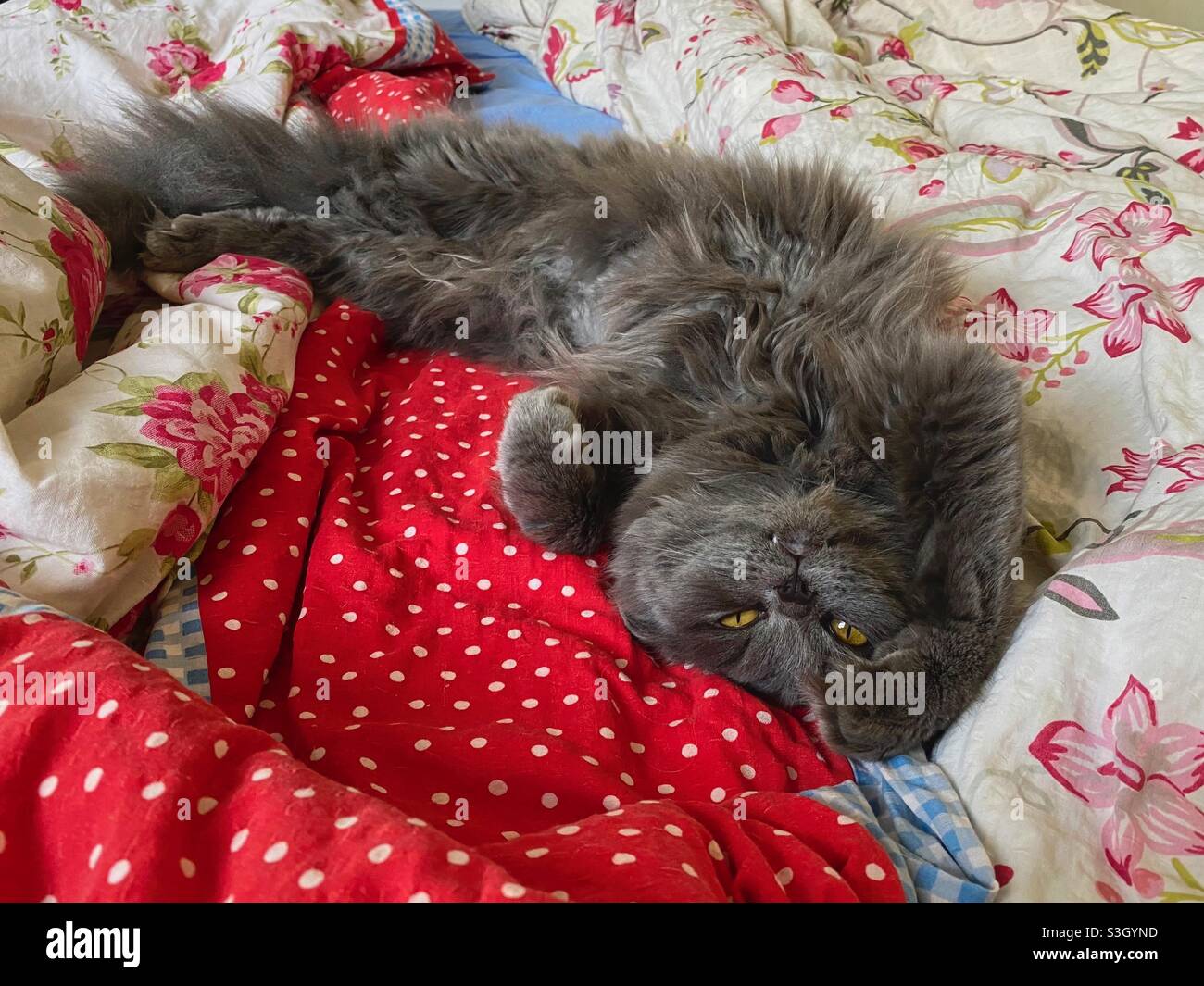 Chaton Persan Bleu De 6 Mois Couche Avec Le Ventre Vers Le Haut Dans Le Lit Photo Stock Alamy Chaton Persan Bleu De 6 Mois Couche Avec Le Ventre Vers Le Haut Dans Le Lit Photo Stock Alamy