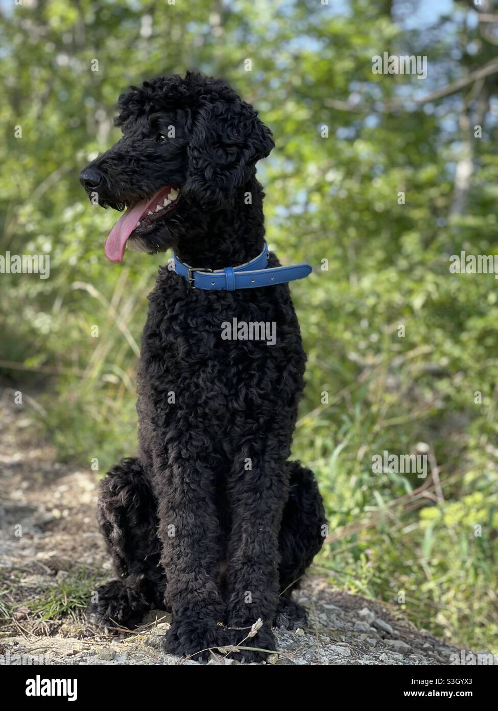 Black Dog wird doux pelage est assis sur un Rock, regardant à gauche. Banque D'Images