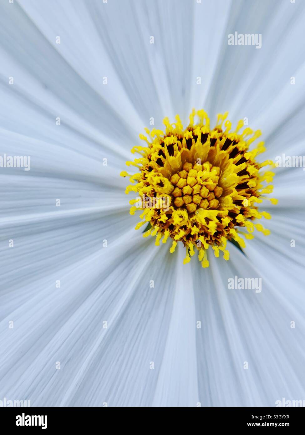 Fleur cosmo jaune et blanche Banque D'Images