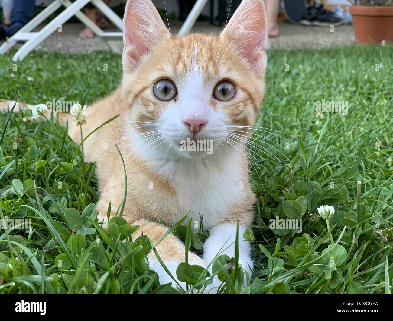 Petit chat avec de grands yeux sur l'herbe. Banque D'Images