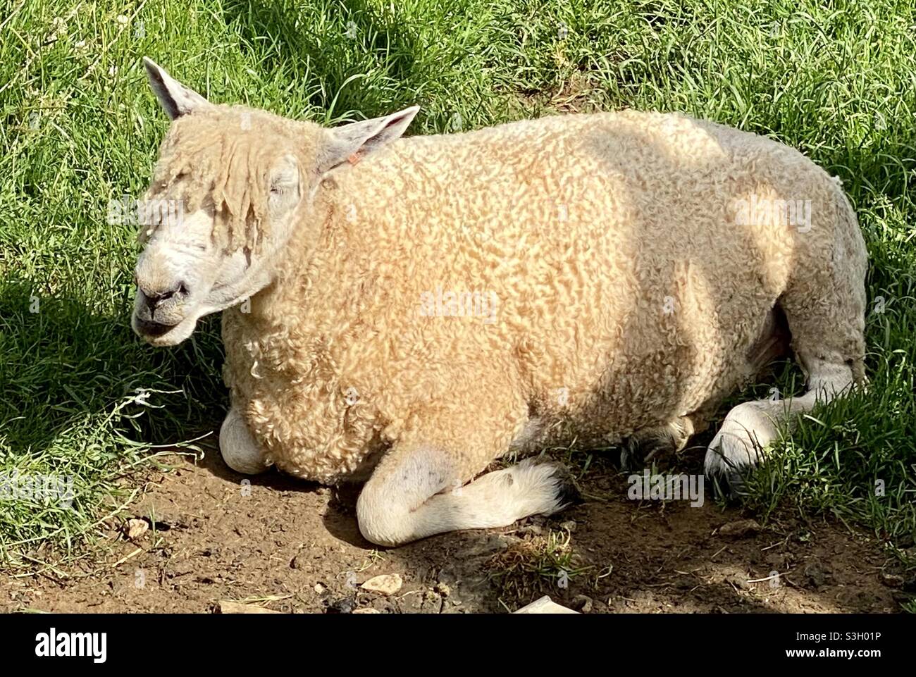 Mouton avec frange - Image de stock capturée avec un smartphone