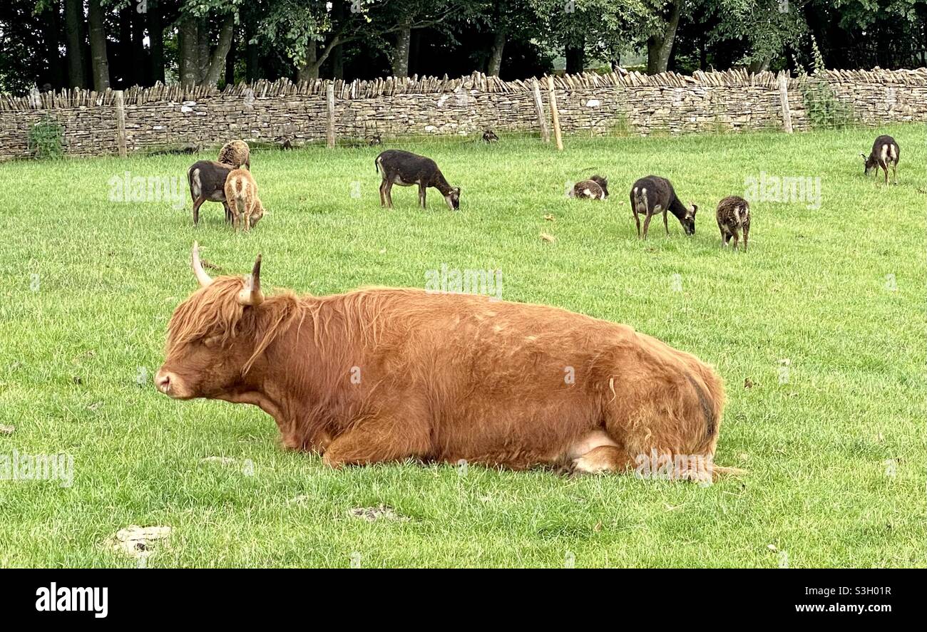 Parc agricole de Cotswold - Image de stock capturée avec un smartphone