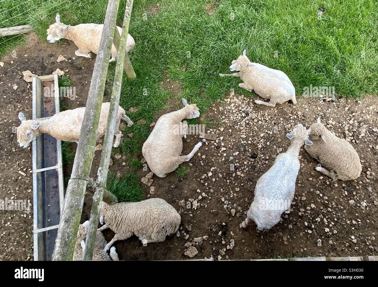 Moutons au parc agricole de Cotswold - Image de stock capturée avec un smartphone
