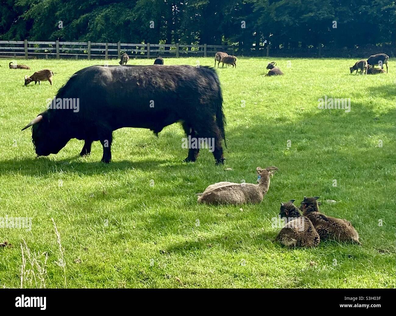 Taureau noir des hautes terres au parc agricole de Cotswold - Image de stock capturée avec un smartphone