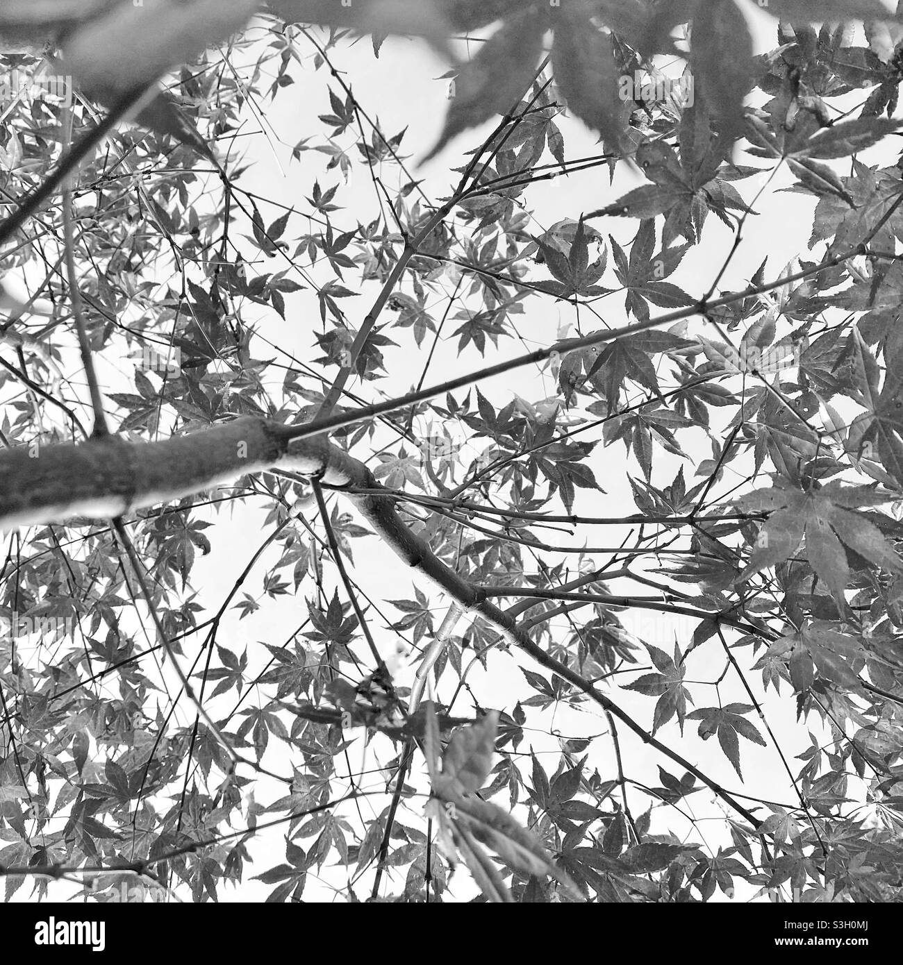 Une photo en noir et blanc d'un arbre acer, face au ciel. Couvert de feuilles Banque D'Images