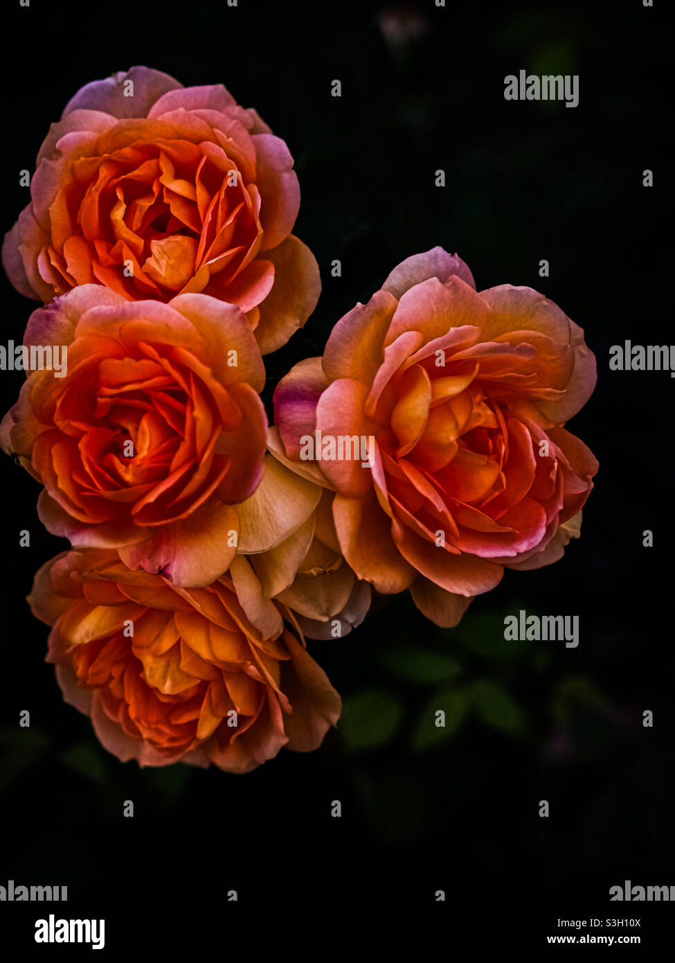 Quad de roses de pêche dans le jardin avant le lever du soleil. Banque D'Images