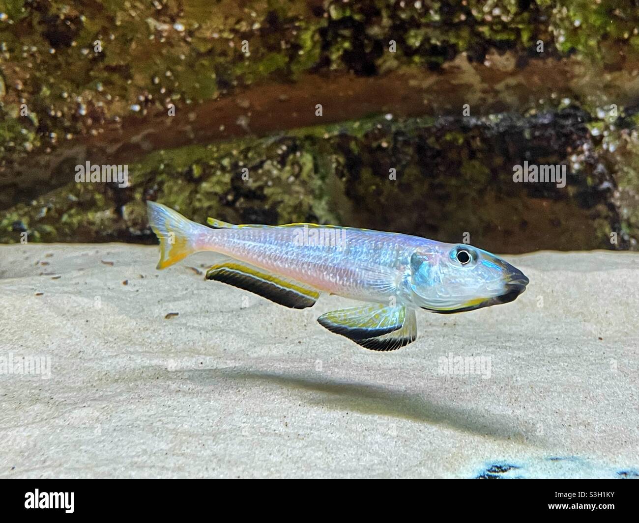 Poissons cichlides Banque de photographies et d’images à haute