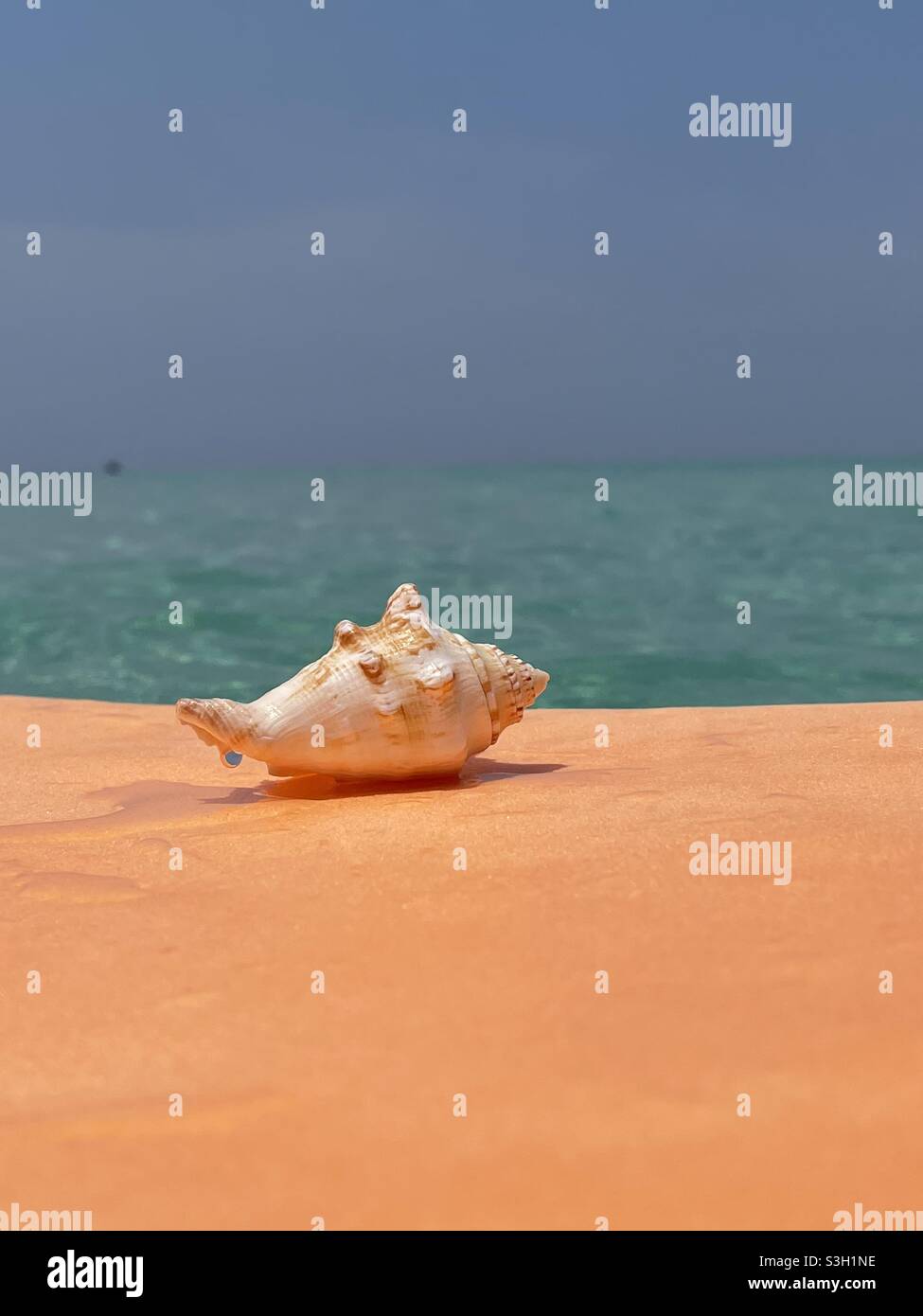 Seashell sur planche à voile orange avec fond d'eau d'océan flou - Image de stock capturée avec un smartphone