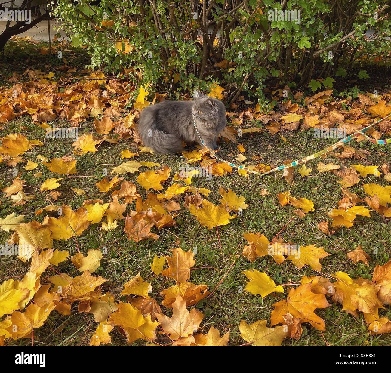 Chaton persan bleu de 5 mois marchant sur une laisse dans les feuilles d'automne. Banque D'Images