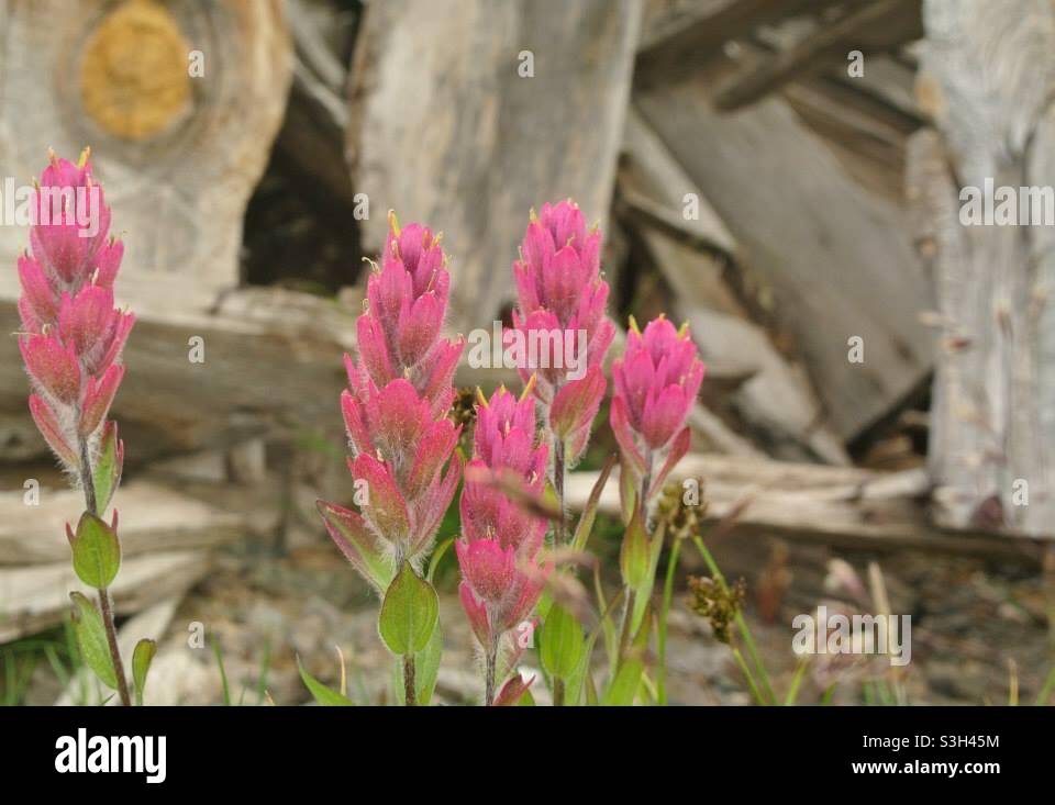 Gros plan de pinceaux roses fleurs sauvages fleurissent devant le bois d'une cabine effondrée. Banque D'Images