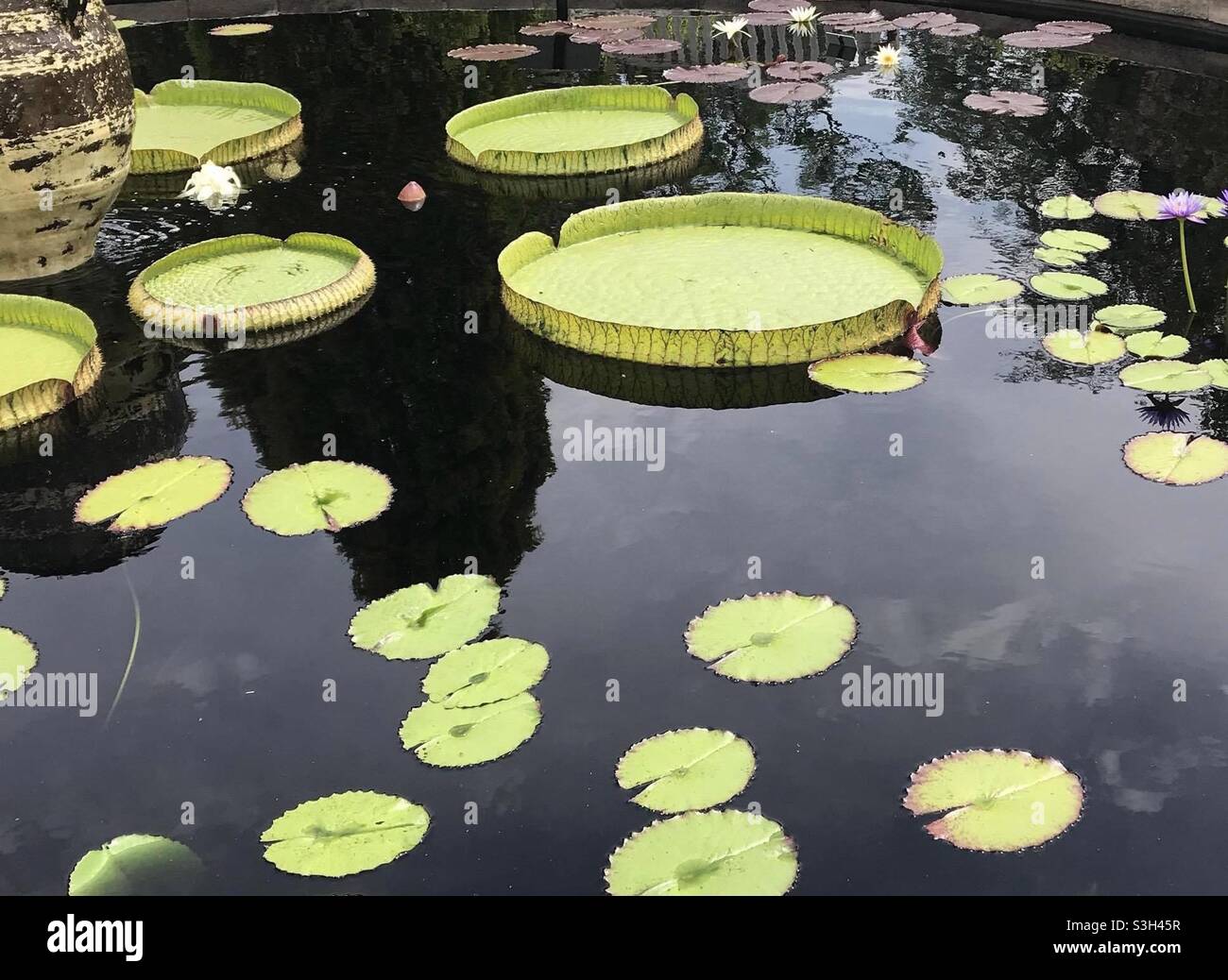 Les coussins Lily flottent sur l'eau réfléchissante. Banque D'Images