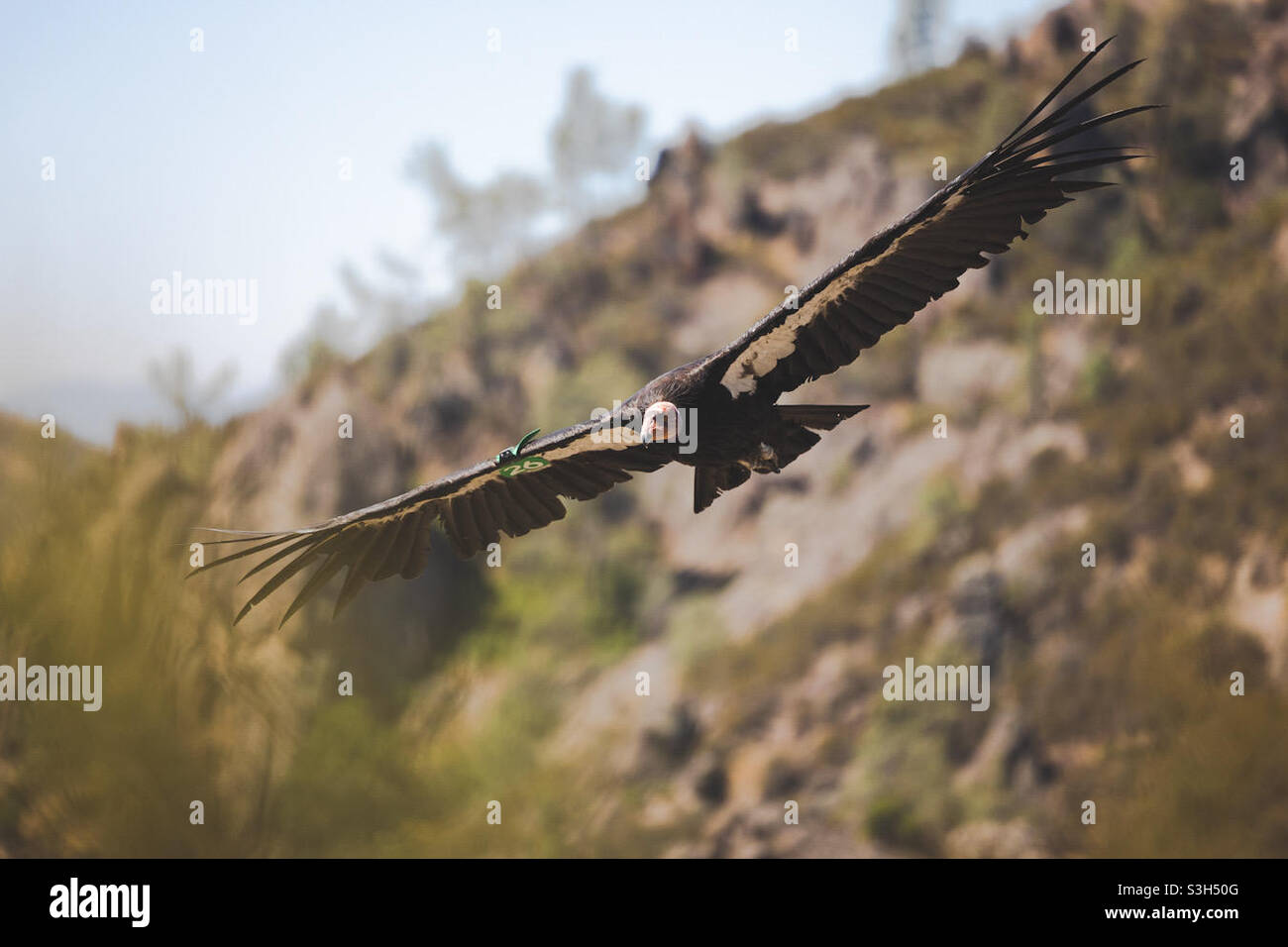Condor de Californie Banque D'Images