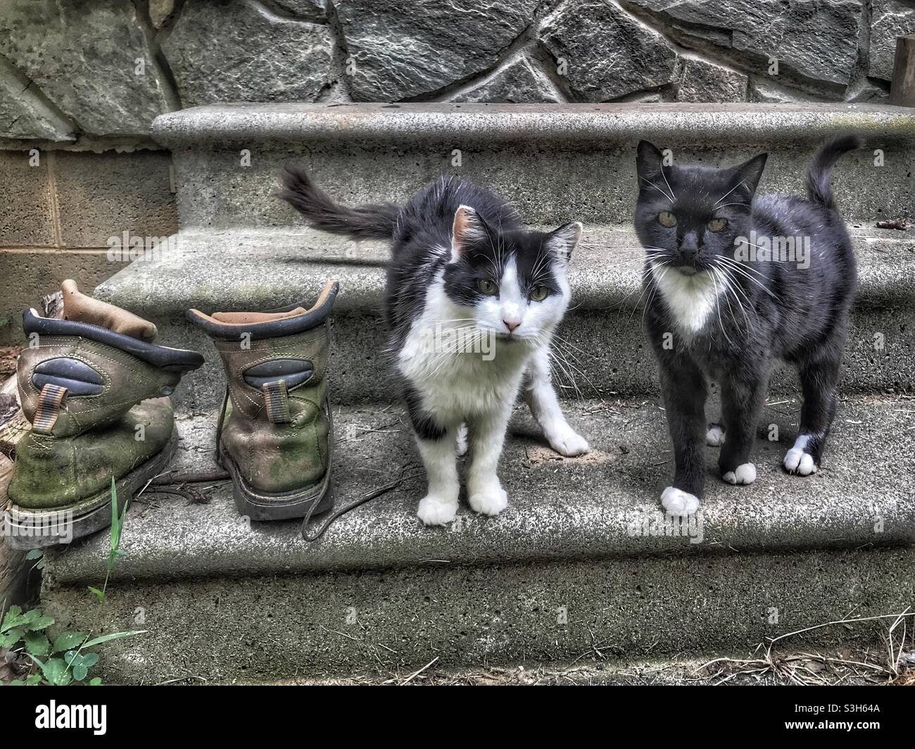 Deux chats sur les marches arrière Banque D'Images