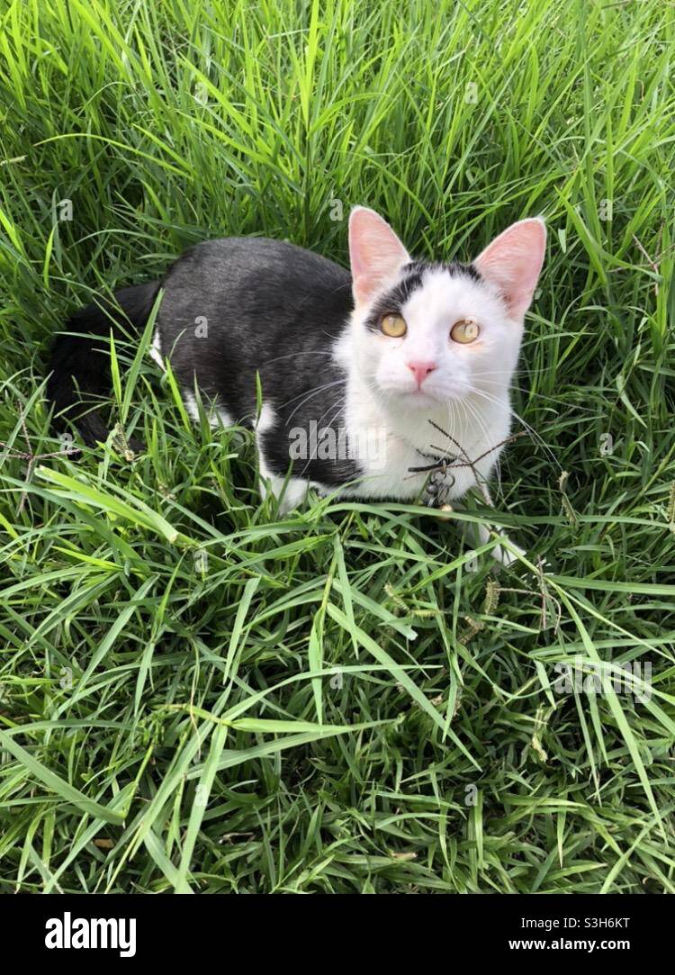 Chat noir et blanc sauvé assis dans une belle herbe verte en Afrique du Sud. Banque D'Images