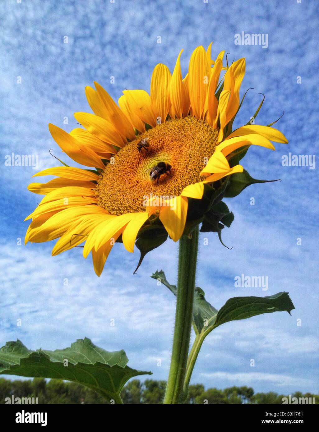 Tournesol Banque D'Images