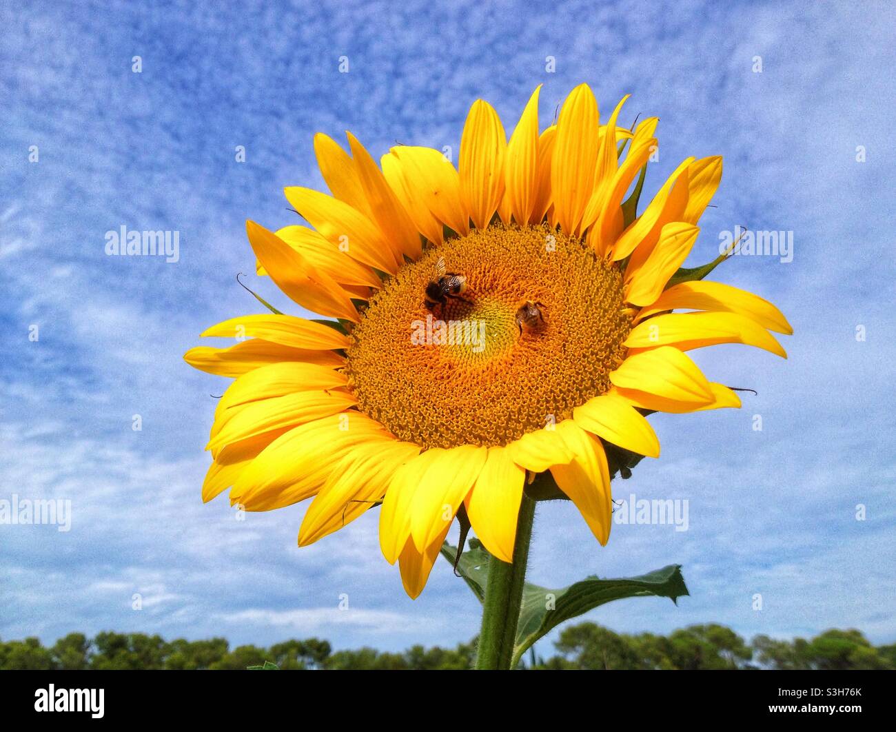 Tournesol Banque D'Images