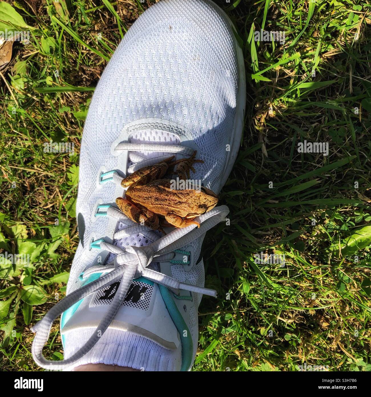 Une grenouille a sauté sur mon pied Banque D'Images