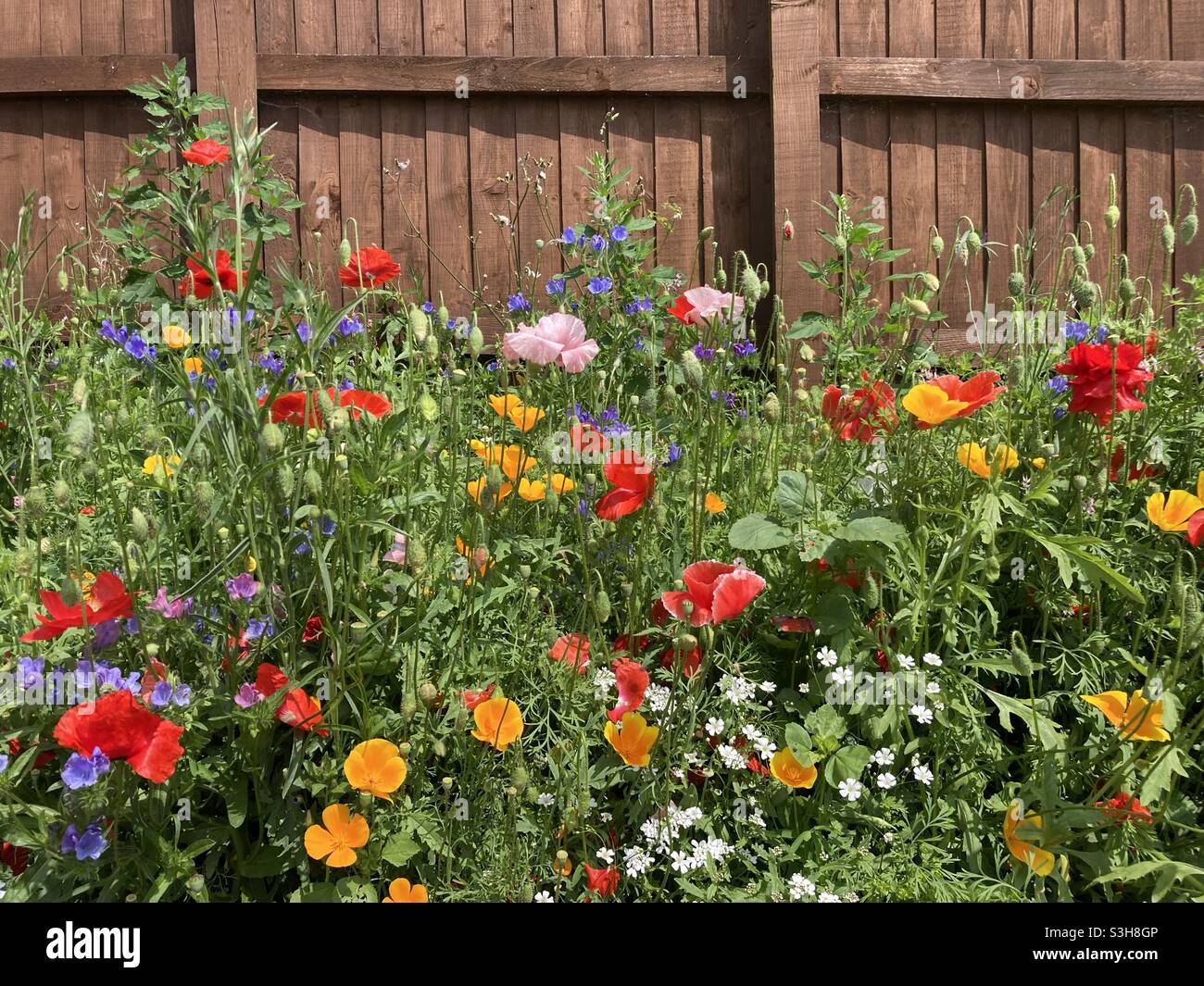 Fleurs sauvages poussant dans une banque dans un jardin britannique Banque D'Images