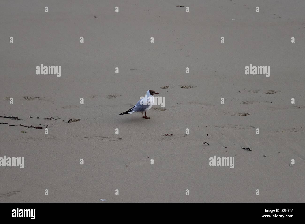 Un mouette sur le sable à la plage - Image de stock capturée avec un smartphone
