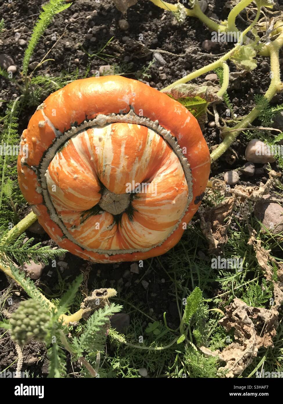 Turks cap squash Banque de photographies et d’images à haute résolution