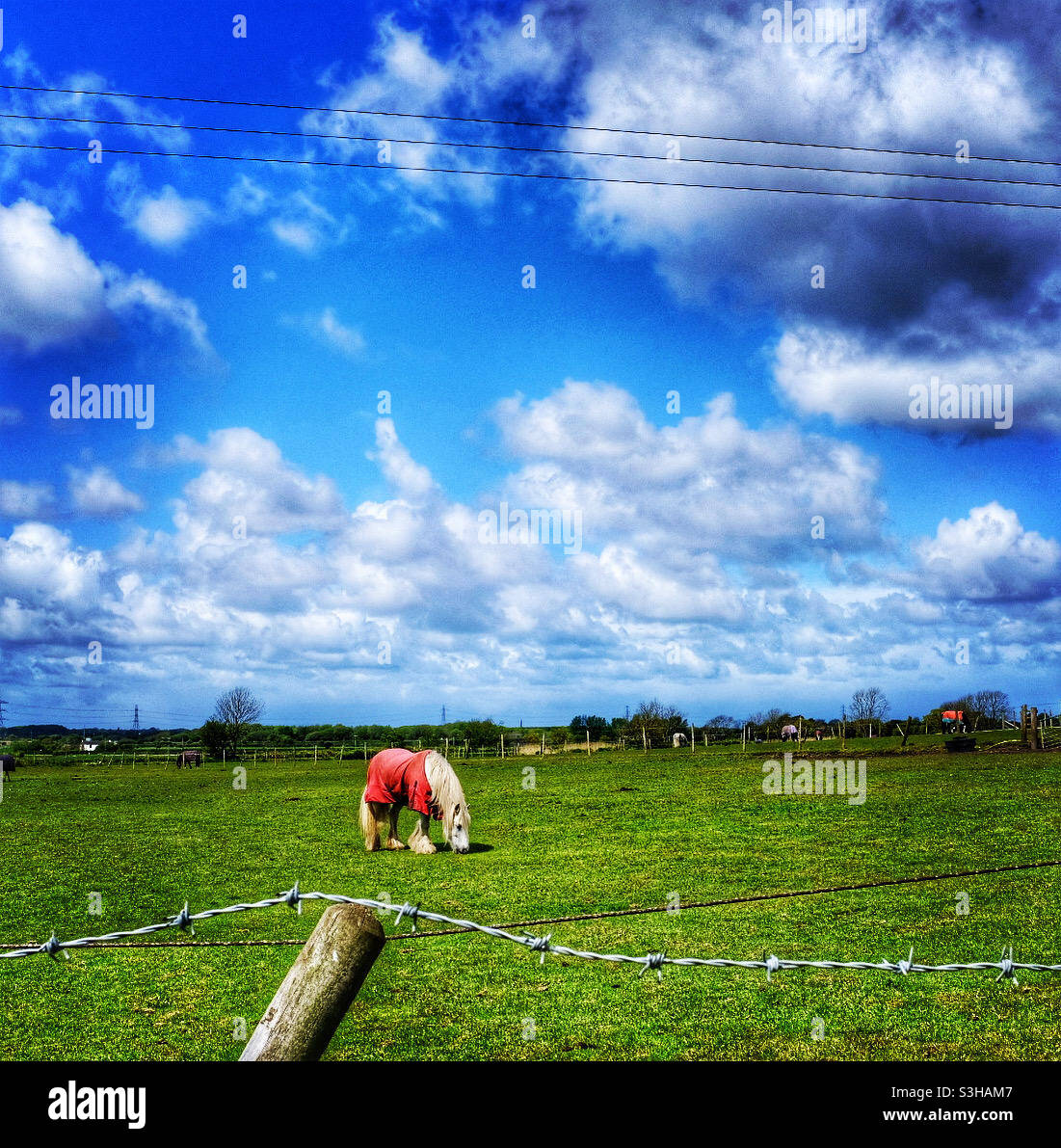 Cheval Rouge Banque D'Images