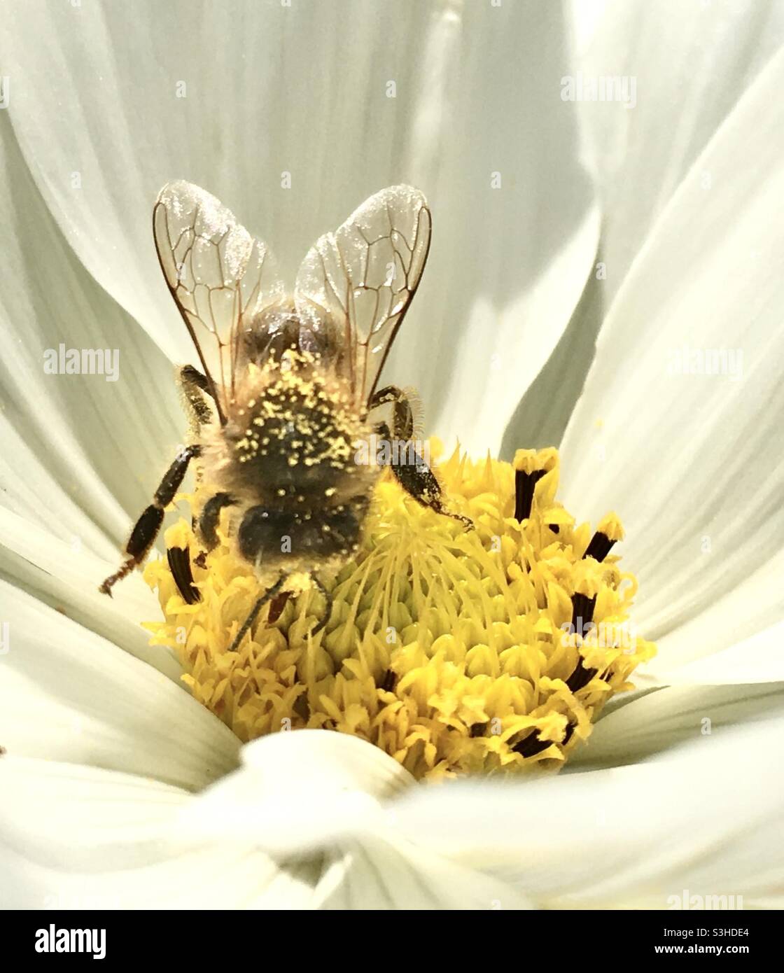 Abeille, pollen, fleur blanche, nature Banque D'Images