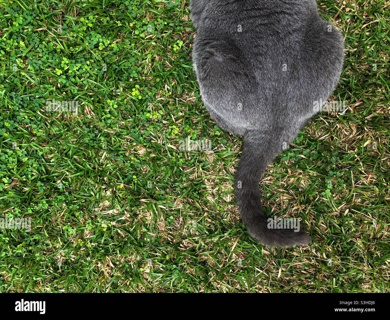 Queue de chat sur la pelouse Banque D'Images