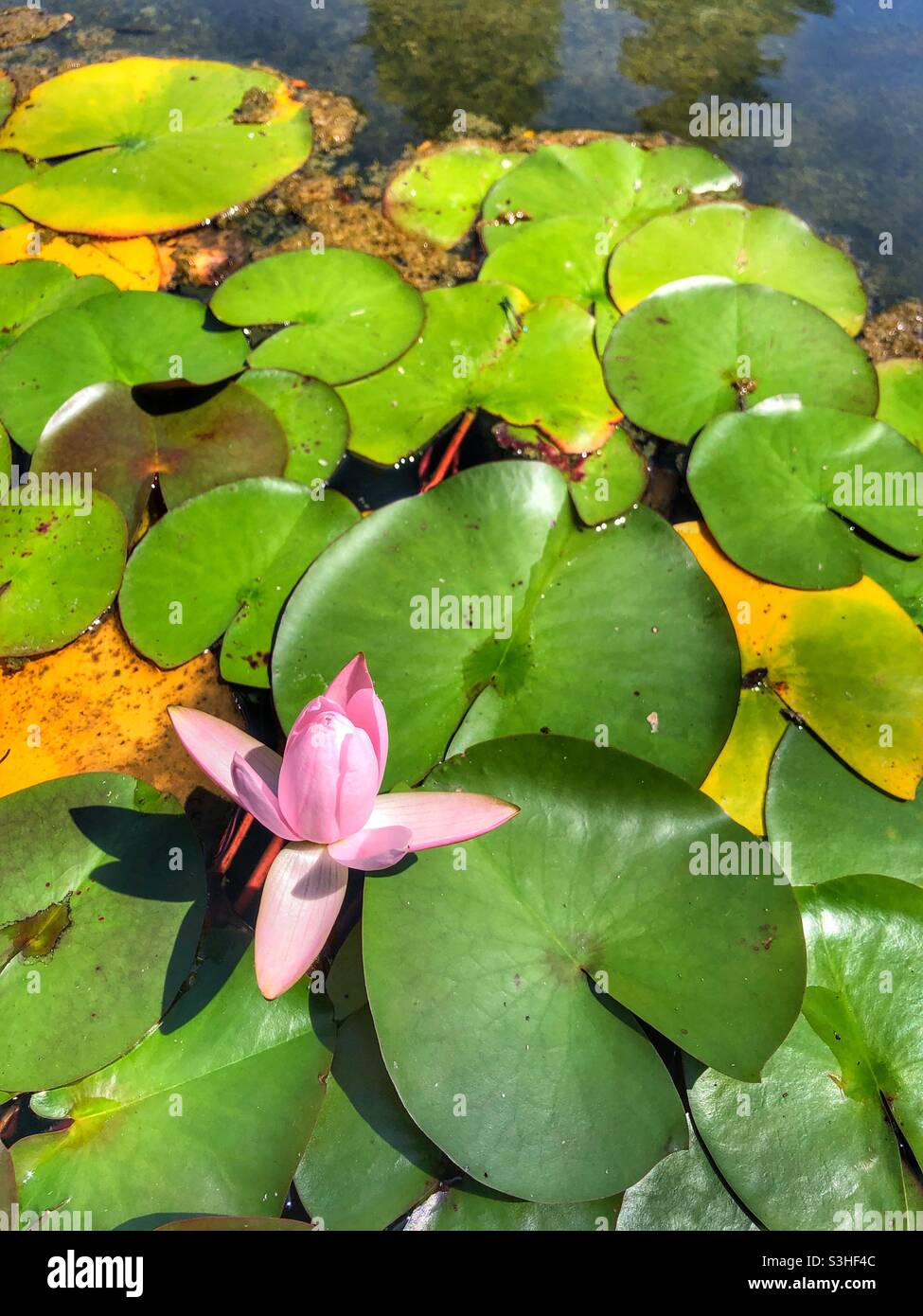 Une fleur de lotus rose qui pousse dans un étang de nénuphars. Banque D'Images