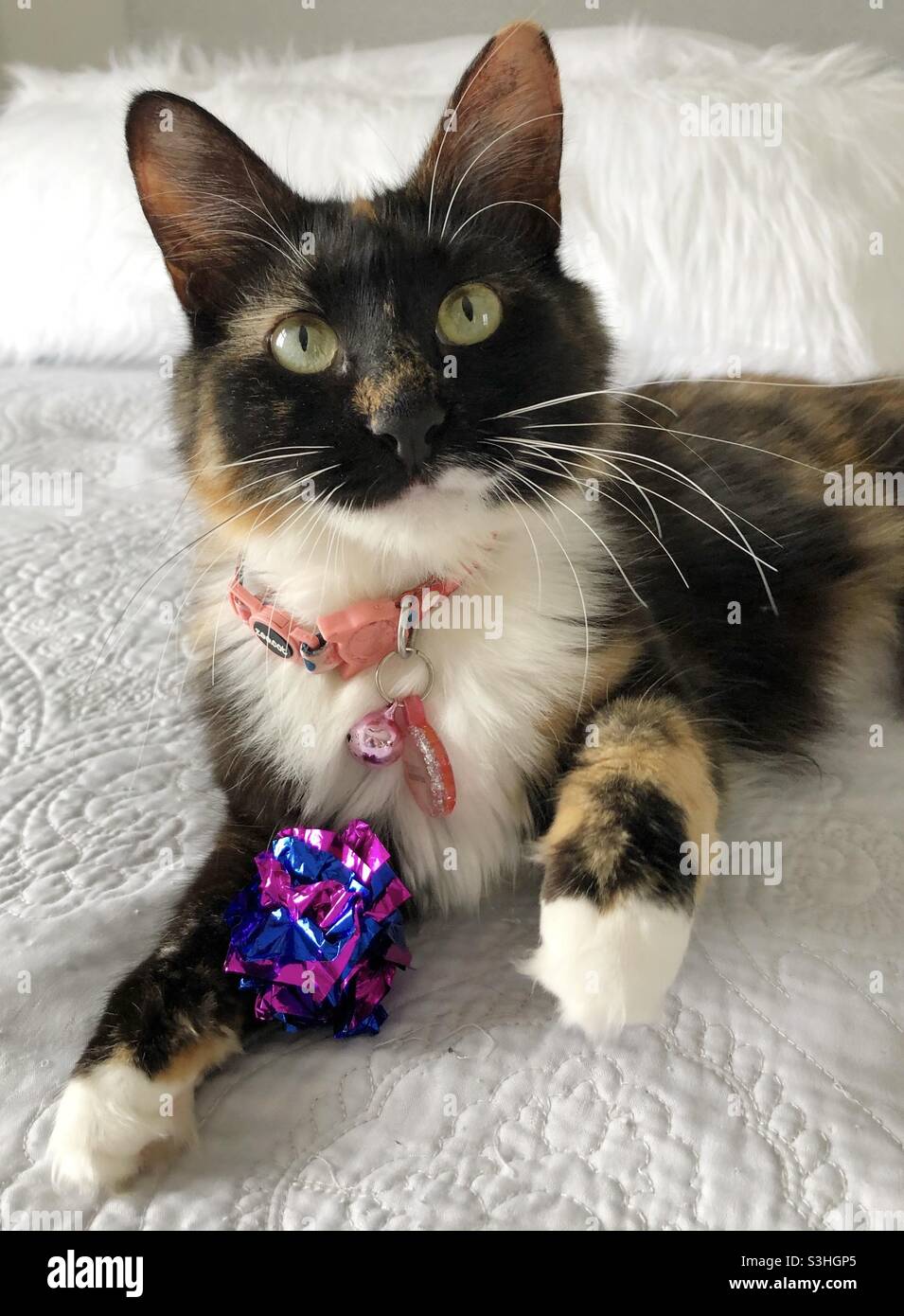 Beau chat Calico posant avec boule de crinkle Banque D'Images