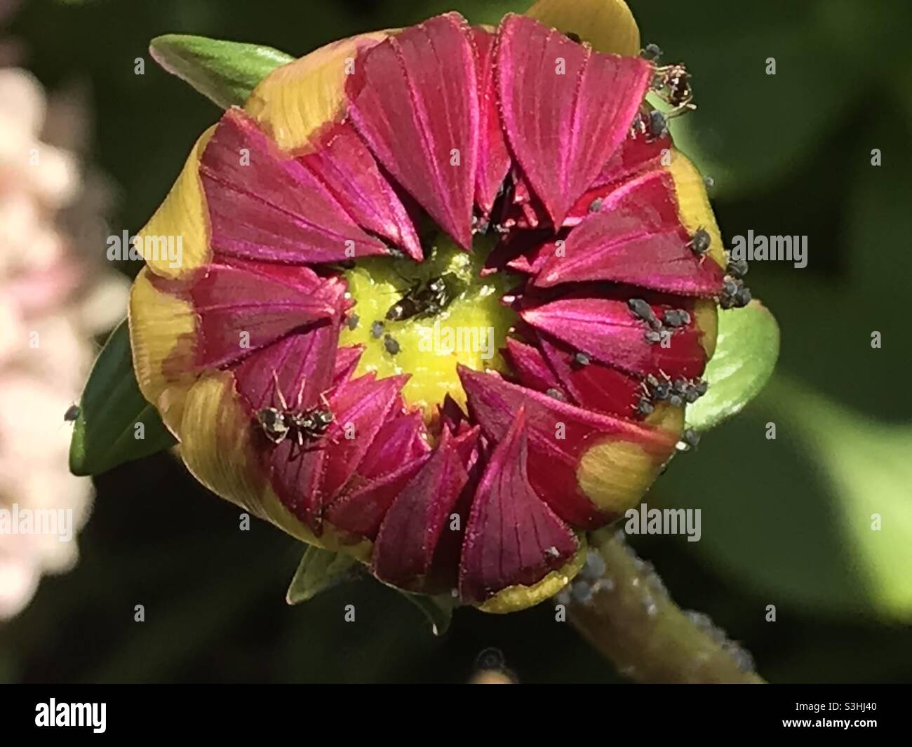 Fourmis se férant sur les pucerons sur un bourgeon de dahlia . Banque D'Images
